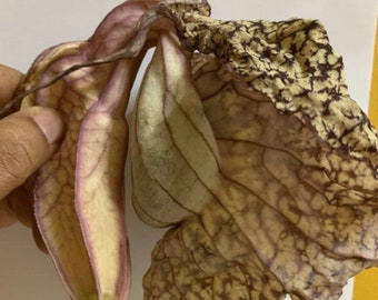 2 Honduran Duck Flower - Aristolochia Grandiflora