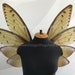 see more listings in the Butterfly wings section