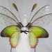 see more listings in the Butterfly wings section
