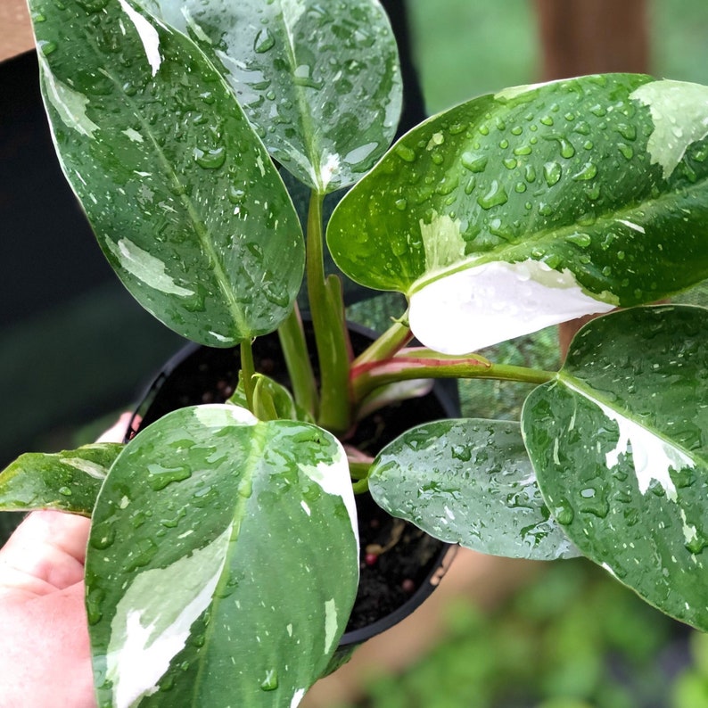 1 Live Philodendron White Princess Variegated Plant Rare Etsy
