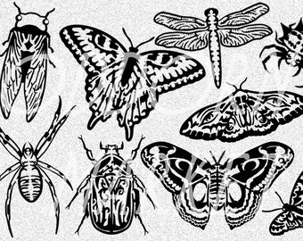 May include: Black and white line art illustrations of various insects, including a cicada, butterfly, dragonfly, moth, beetle, and spider.
