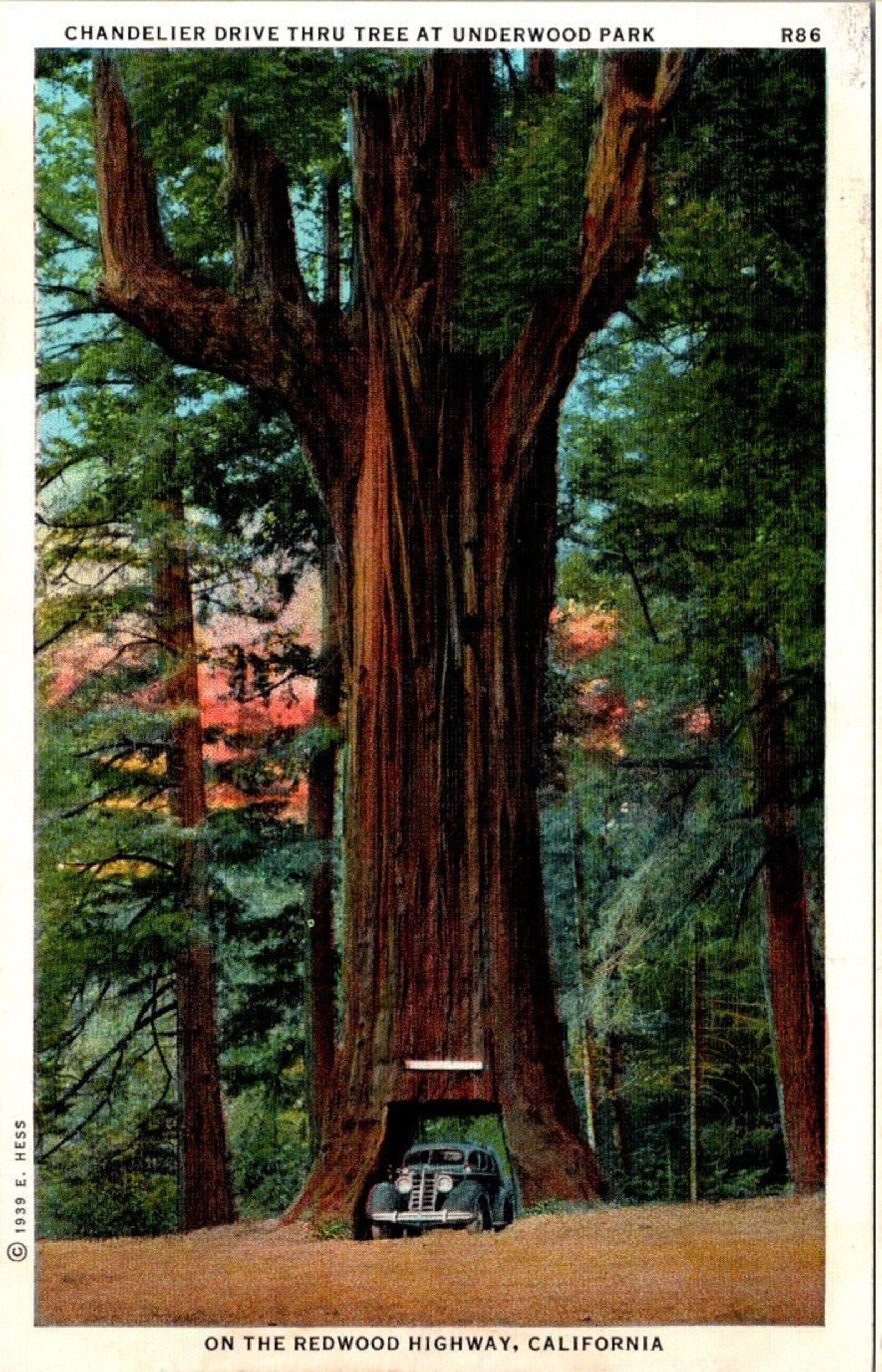 Chandelier Drive Thru Tree at Underwood Park on the Redwood Etsy