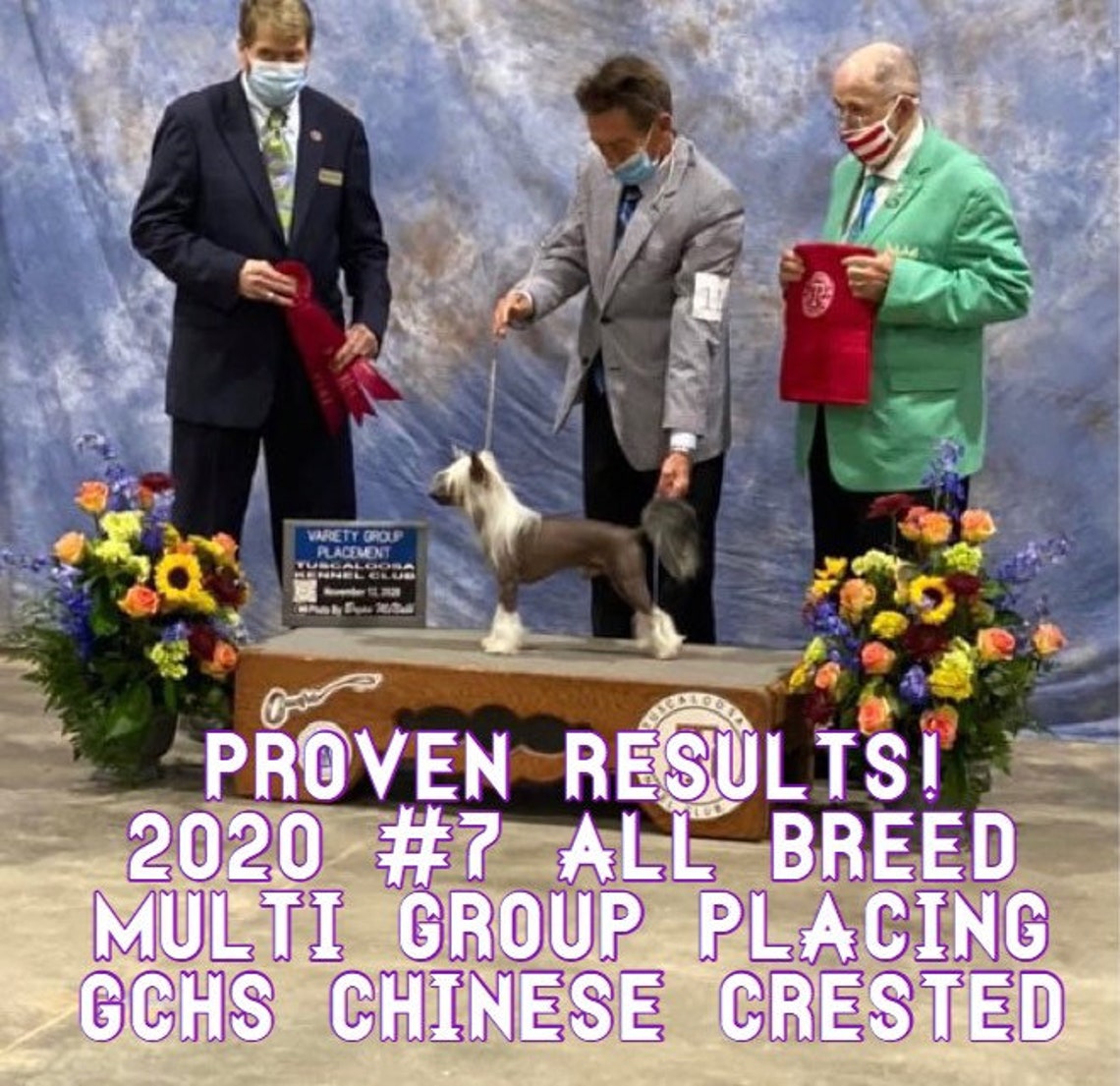 Stacking Blocks for Show Dogs Etsy