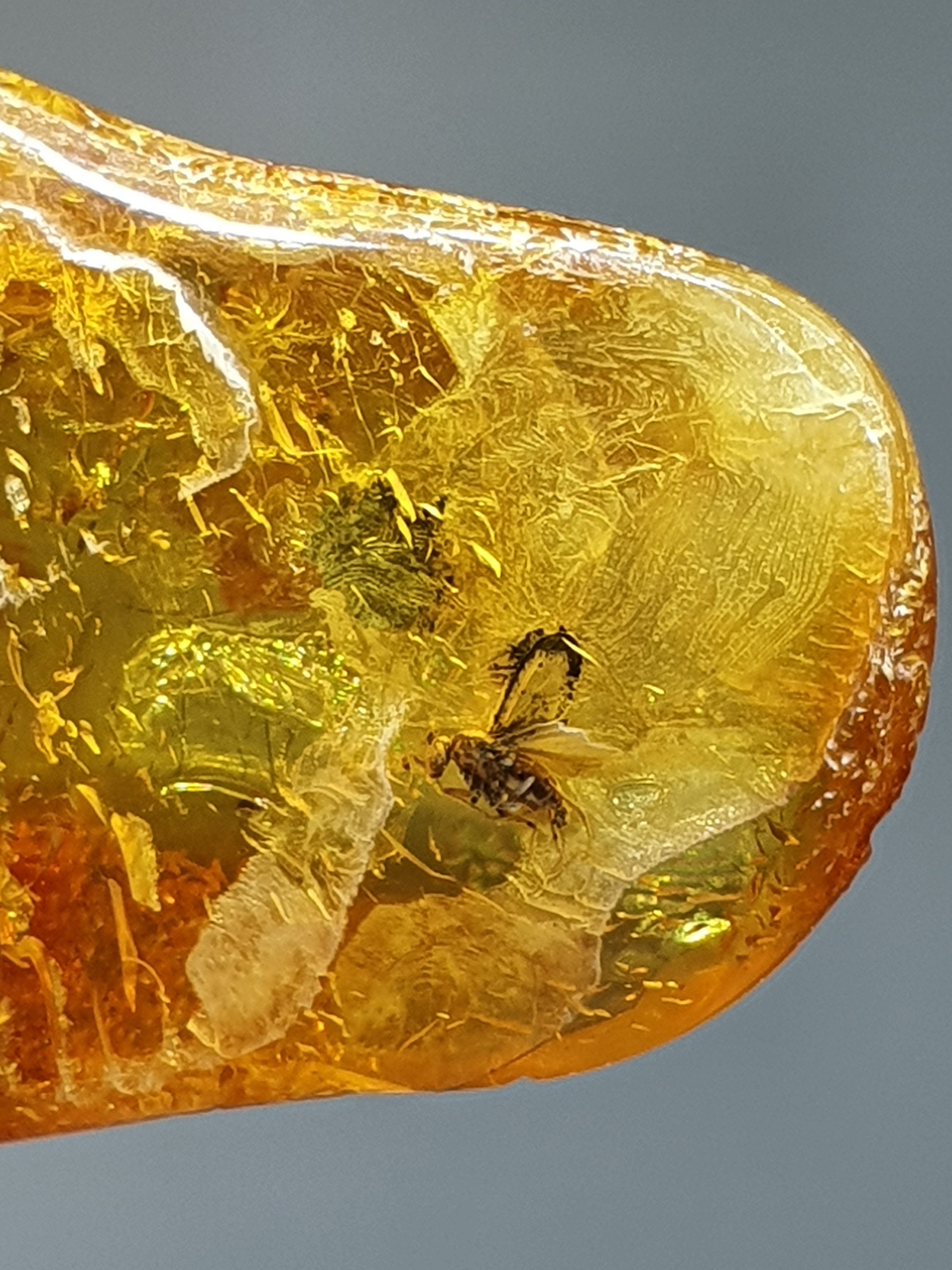 Insect fossil in amber Inclusion fossil Baltic amber Etsy