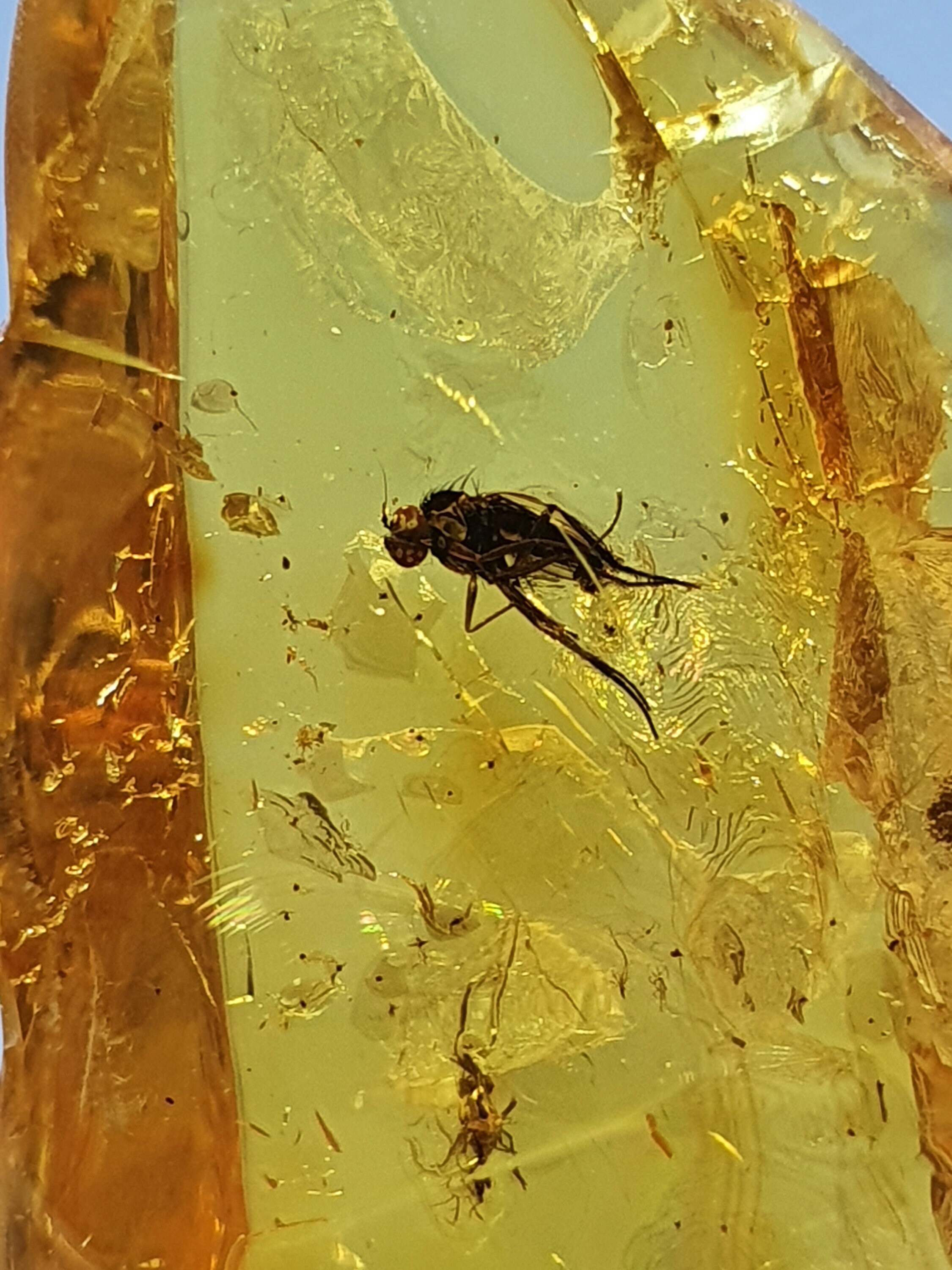 2 insect fossils trapped in amber Inclusion fossil Baltic Etsy