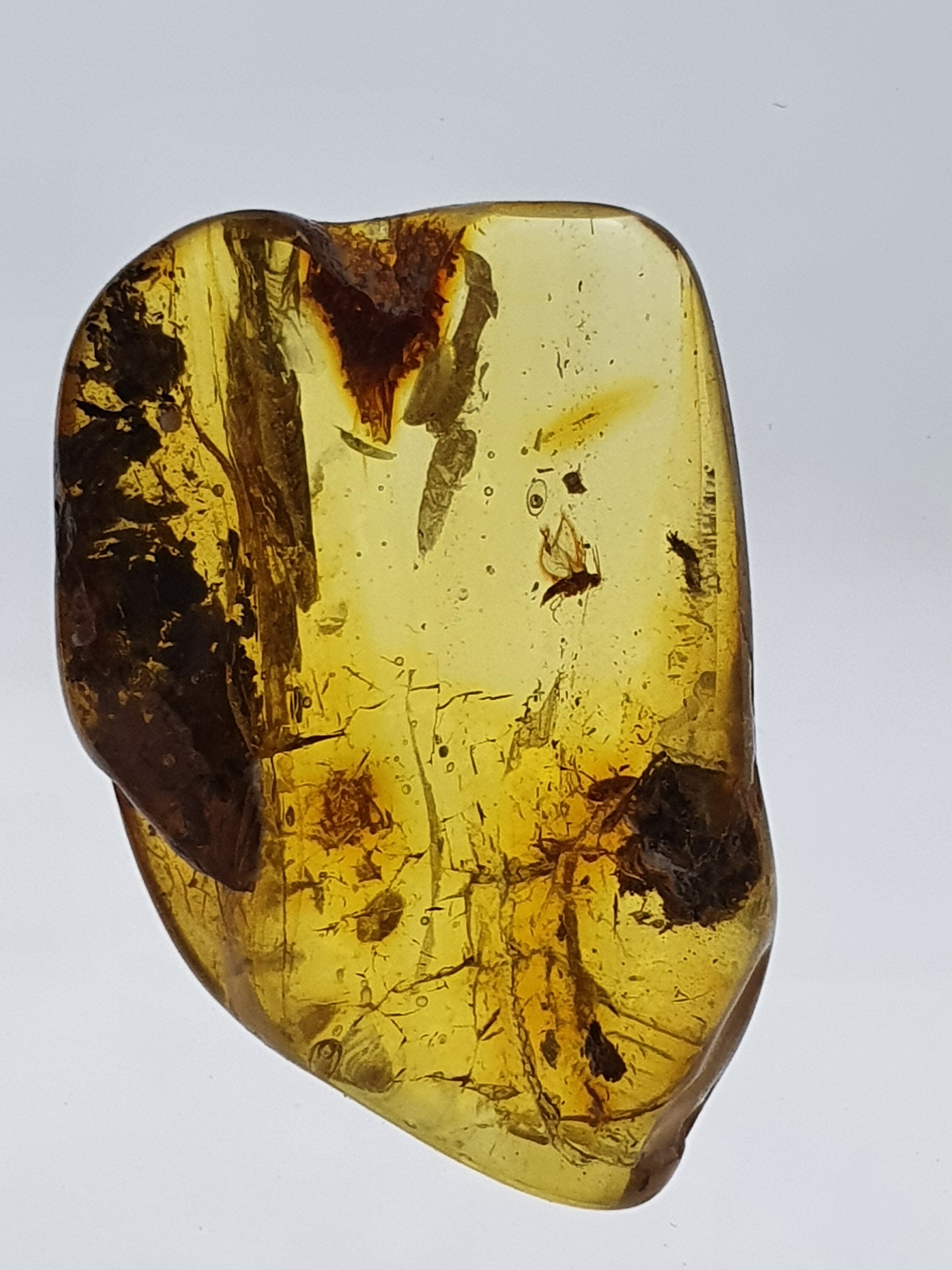 Small insect fossil in amber Inclusion fossil Baltic amber Etsy