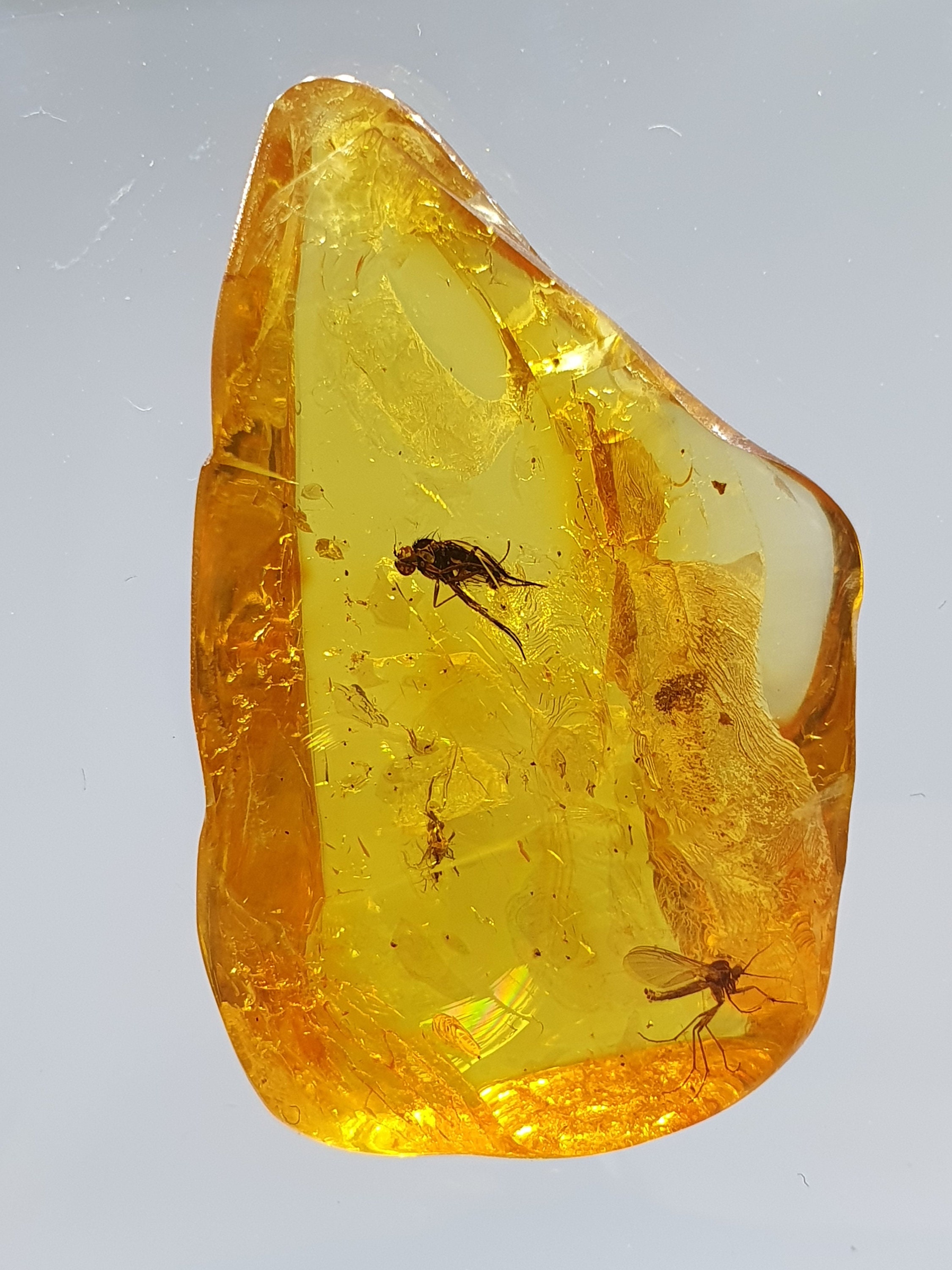 2 insect fossils trapped in amber Inclusion fossil Baltic Etsy