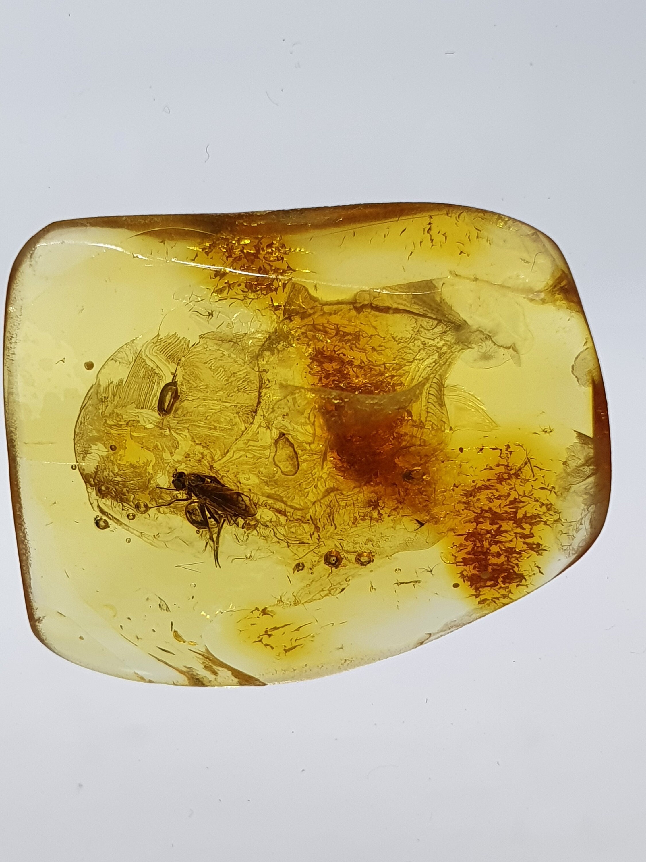 Insect Fossil Trapped in Amber Inclusion Fossil Baltic Etsy UK