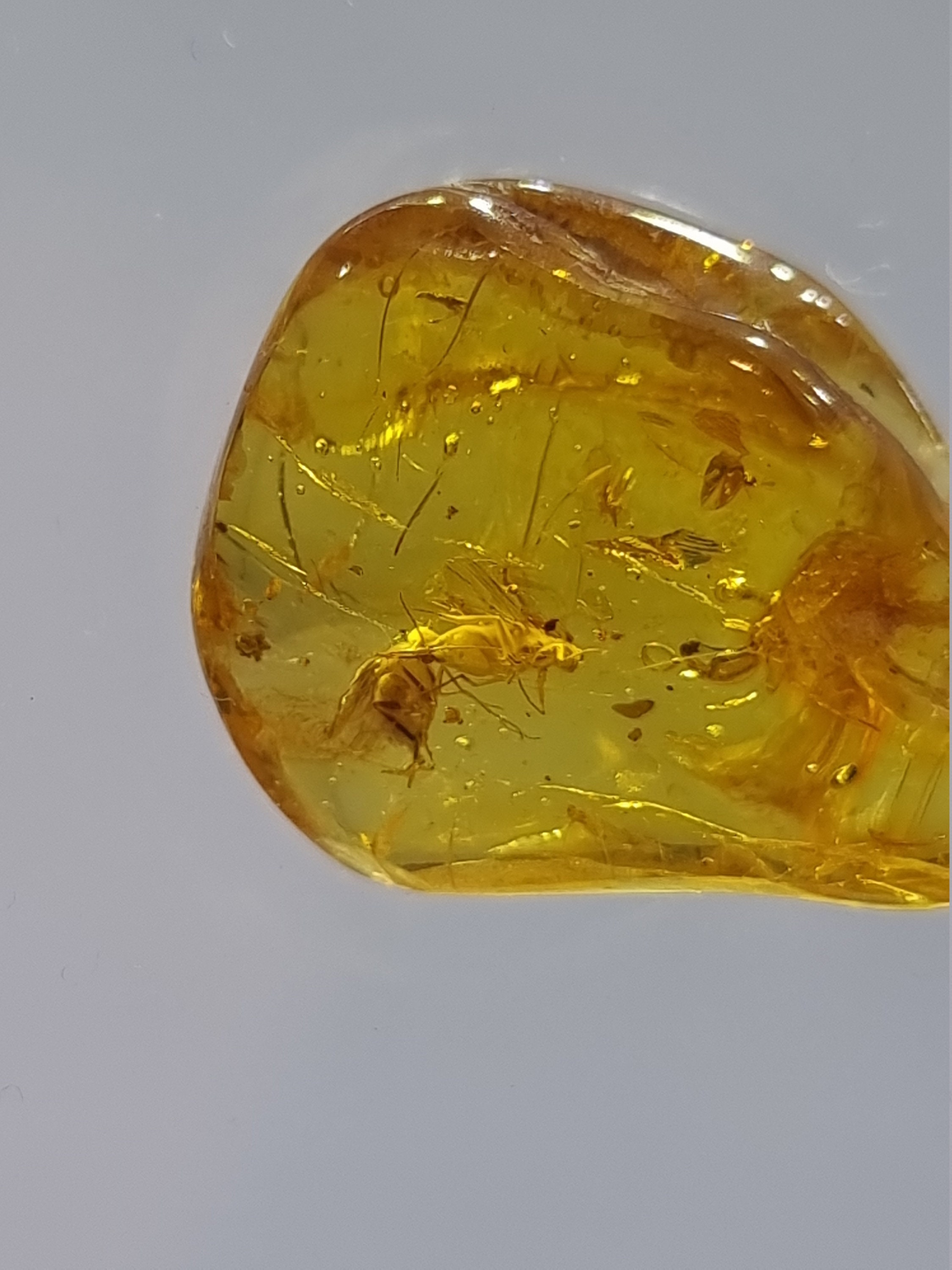 #1001 New Jersey Amber w/ Turbid Amber, Orgnic Debris, Fine Bubbles and  Plant Material