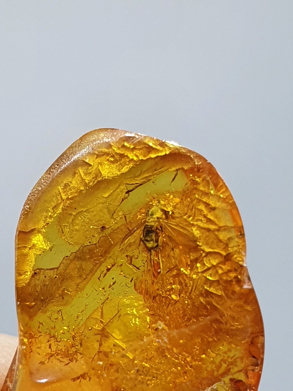 Ambra Fossile Con Insetto - Didoni - Foto 6