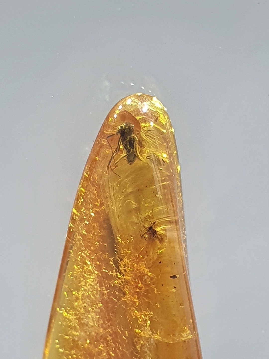 2 Insects in Amber Inclusion Fossil Baltic Amber Amber Inclusions Etsy