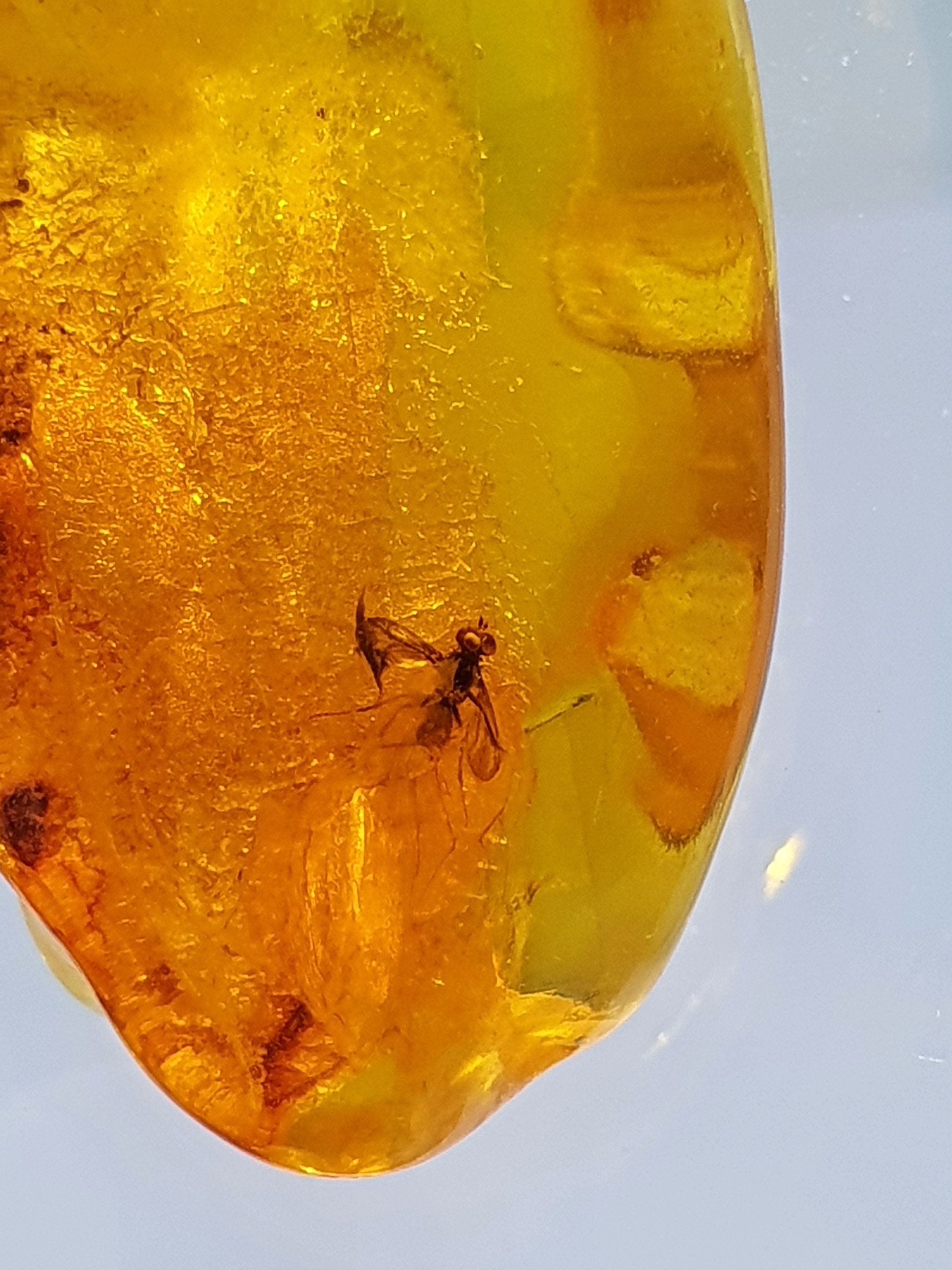 5grams Insect in amber inclusion fossil Baltic amber Etsy