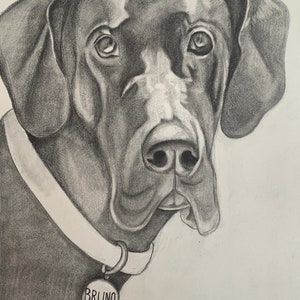 Custom Hand Drawn Pet Portrait