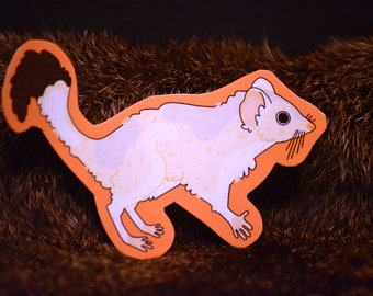 Kowari (Dasyuroides byrnei) Kariri Marsupial Animal Sticker Biodiversity Conservation