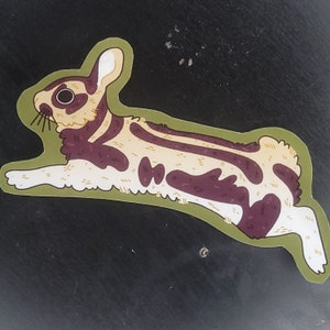 Sumatran Striped Rabbit Nesolagus netscheri Sticker Short-eared Indonesia Barisian Mountains Bunny Hare Biodiversity Conservation Endanger image 3