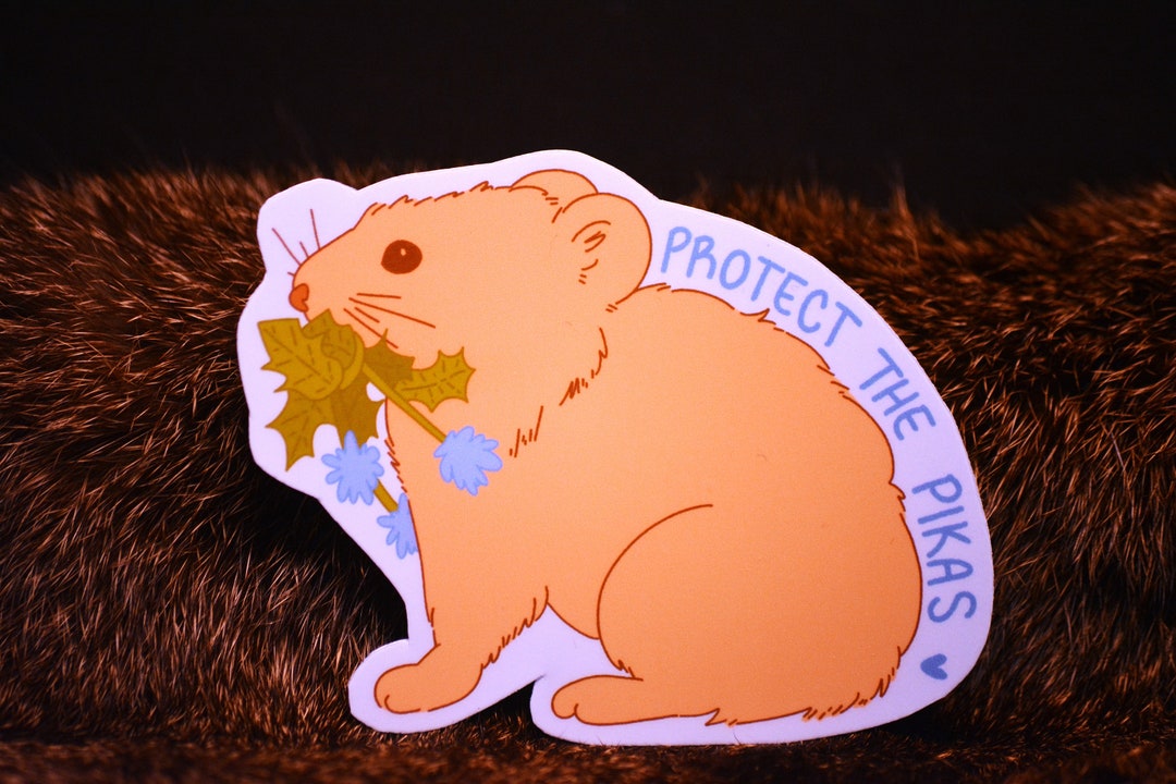 Protect the Pikas American Pika ochotona Princeps Alpine Rabbit Hiking ...