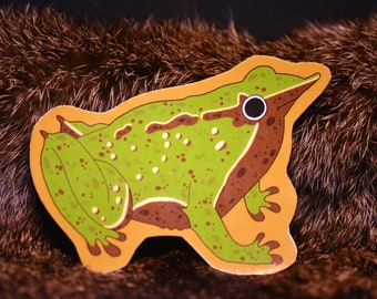 Darwin's Frog  (Rhinoderma darwinii) Sticker Chilean Argentinian Charles Darwin Endangered Biodiversity Conservation Amphibian Toad Tadpool