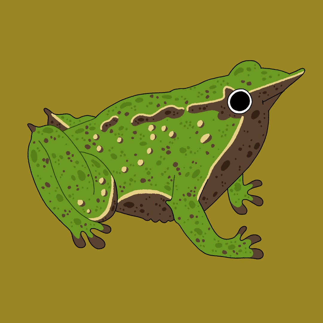 Darwin's Frog rhinoderma Darwinii Sticker Chilean Etsy