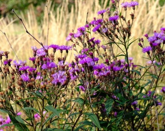 250 seeds Florida native purple ironweed flower butterfly attractant Vernonia gigantea