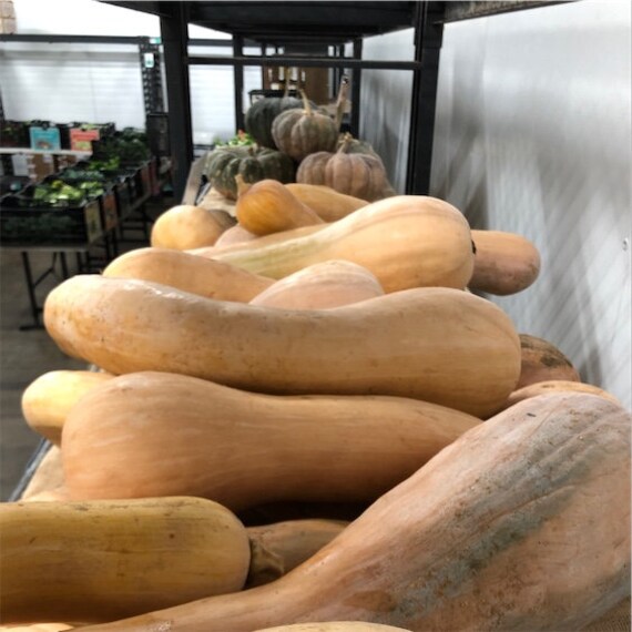 30 Seeds Tahitian Melon Squash Etsy