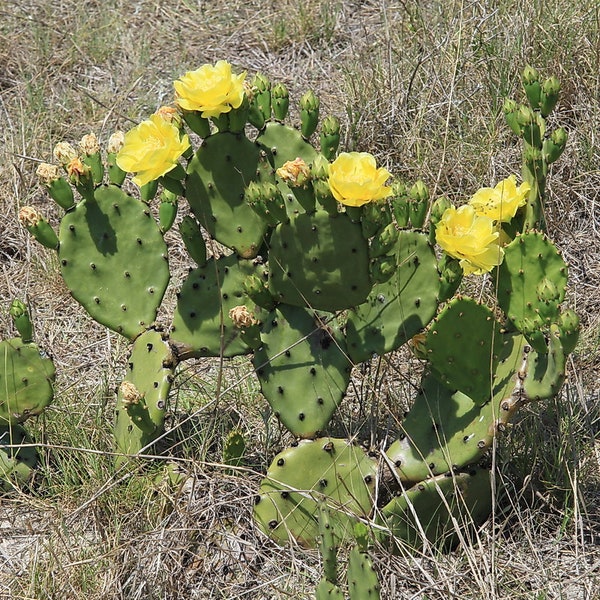 Prickly Pear Cactus pads cuttings for growing edible Opuntia Stricta beautiful yellow flowers in Spring