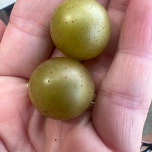 15 Seeds Golden Scuppernong Muscadine Grapes