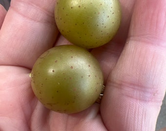 15 Seeds Golden Scuppernong Muscadine Grapes