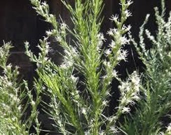 70 seeds Dog Fennel Eupatorium capillifolium