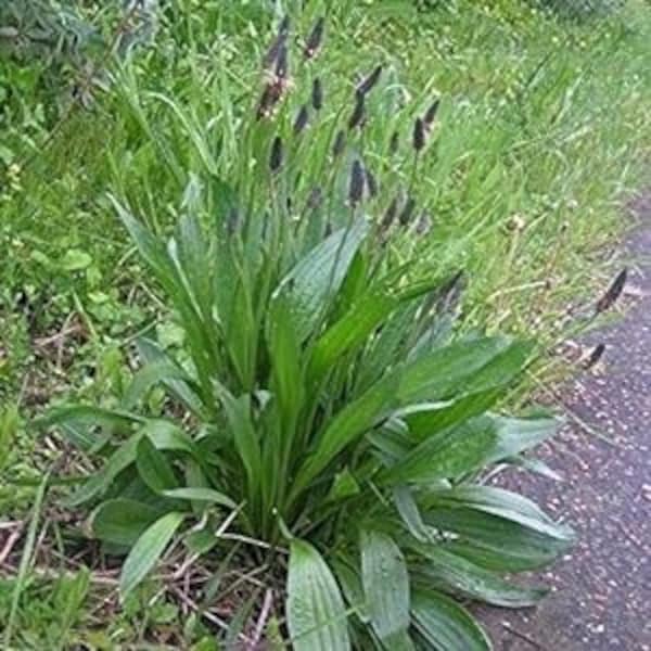 50 seeds Ribwort Plantain - Plantago Lanceolata