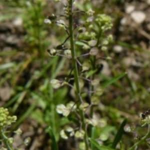 30 Pepperweed perennial, pepperwort, peppergrass, lepidium latifolium