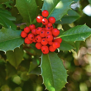 25 American Holly Seeds
