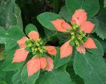 20 Seeds Wild Pointsettia - Florida Native - Painted-leaf, Euphorbiaceae - Cyathophora picta - Poinsettia cyathophora