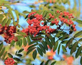 30 Seeds American Mountain Ash Tree -