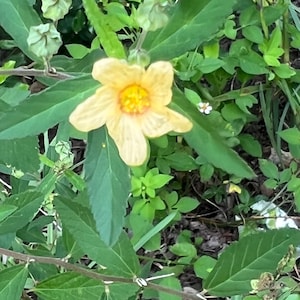 40 seeds Florida Native Sida Rhombifolia - Jute - from Florida, USA