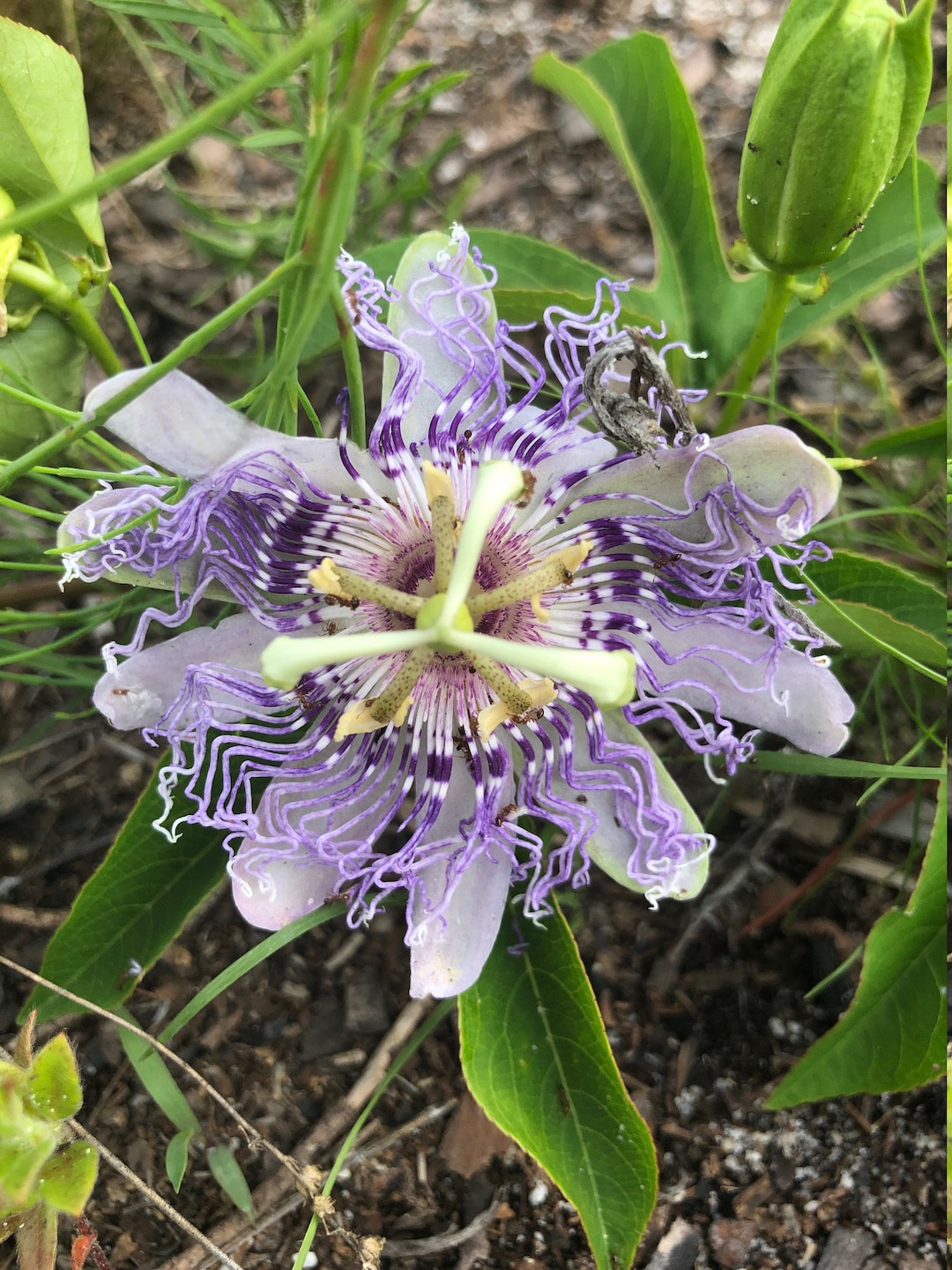 15 Seeds, Native Purple Passion Flower, Passionfruit, Passiflora