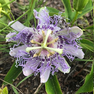 15 seeds, Native Purple Passion Flower, Passionfruit, Passiflora incarnata, Passion Vine, Maypop. Florida native