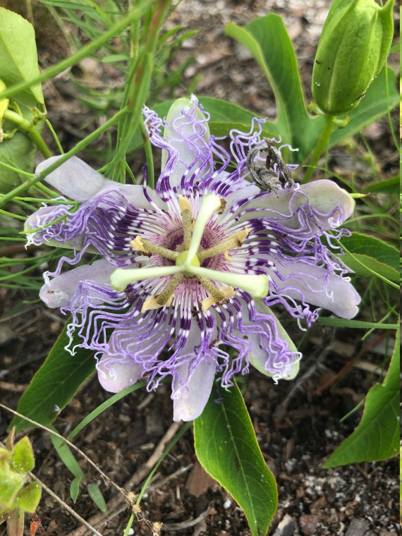 10 Seeds, Native Purple Passion Flower, Passionfruit, Passiflora