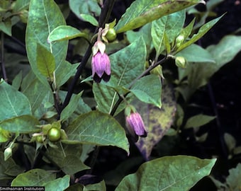 15 seeds Atropa Belladona - nightshade