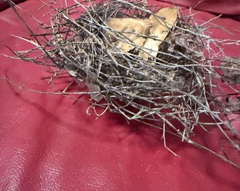 real bird nest made of thin vines and sticks
