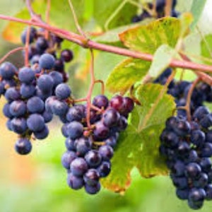 25 Southern Fox Grapes seeds