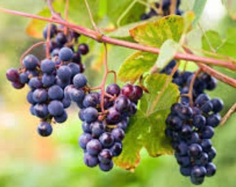 25 Southern Fox Grapes seeds
