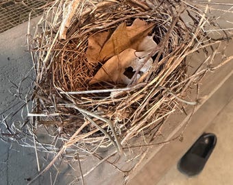 four inch house wren nest real nest wild collected