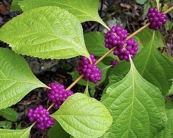 50 American Beauty berry seeds:  American Beautyberry bush Callicarpa americana birds