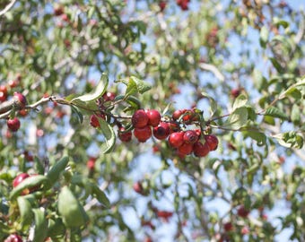 6 Mayhaw seeds - florida native