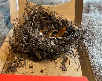 real bird nest made out of Spanish moss and grasses 4.5 inch