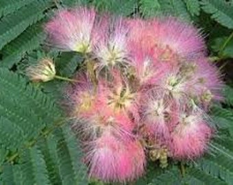 50 Mimosa Silk Tree seeds Albizia julibrissin  Hummingbirds love it