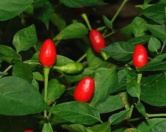 15 Florida Native Bird Pepper Seeds - Solanaceae