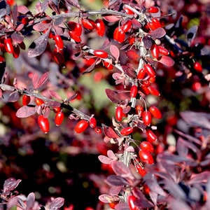 20 seeds Common Barberry Bush - Berberis Vulgaris - Edible berries