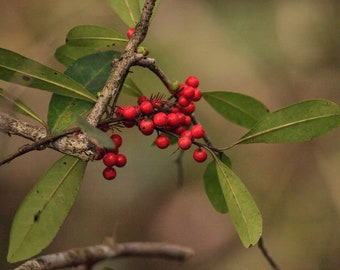 20 seeds Dahoon Holly - Ilex Cassine - Florida Native