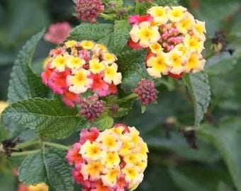 20 seeds lantana camara - ham and eggs